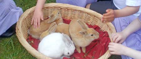 Fishers Farm visit to Fishers Mobile Farm visit to Forest Prep School, Timperley 2017